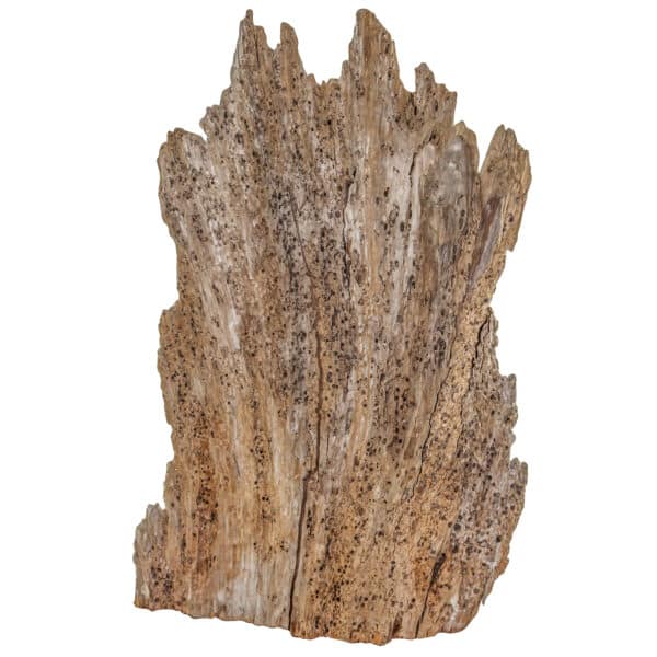 Rare 300 Year Old Natural Cypress Sculpture